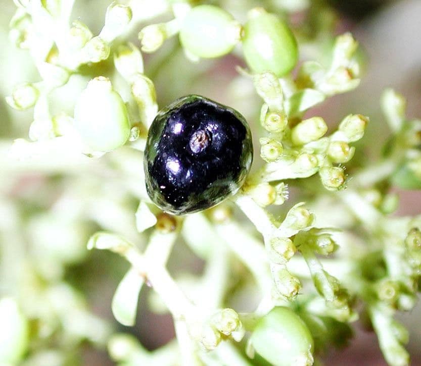 Palicourea