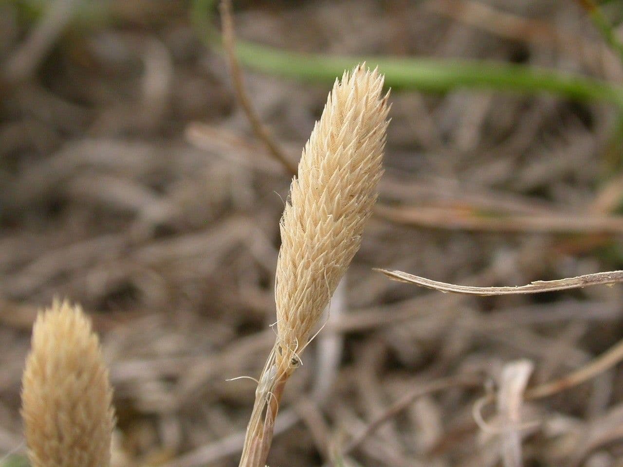 Codolina delle spiagge 4