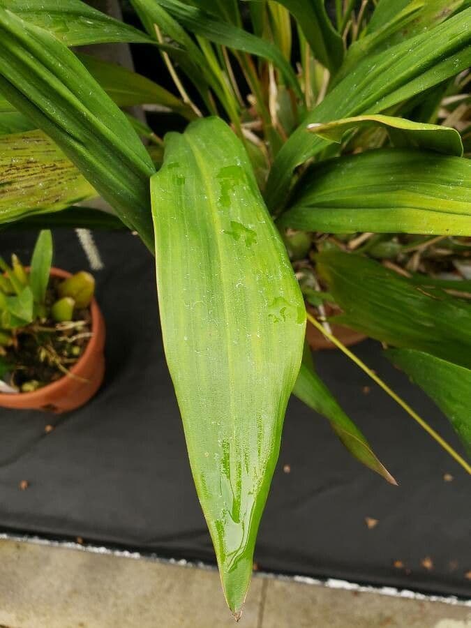 Dendrochilum 11