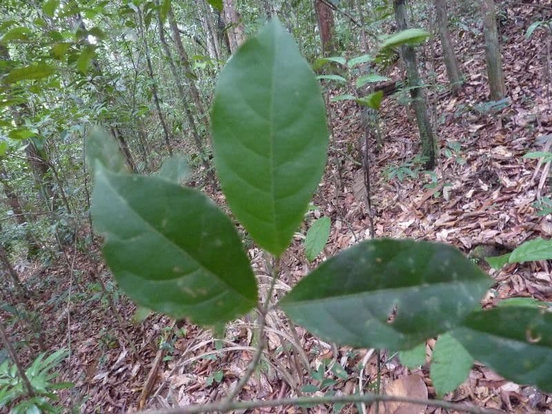 Rinorea 7