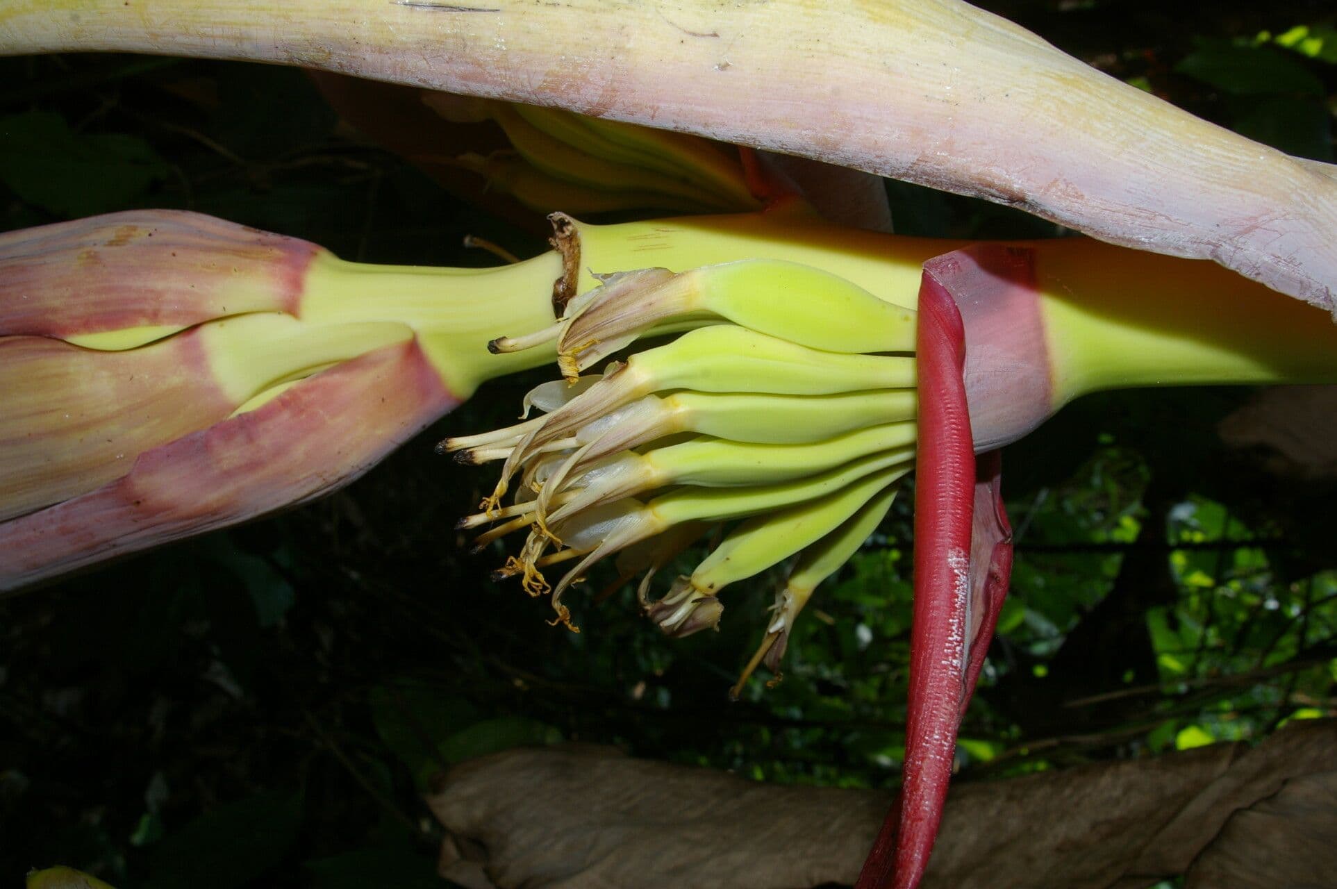 Abaca 6