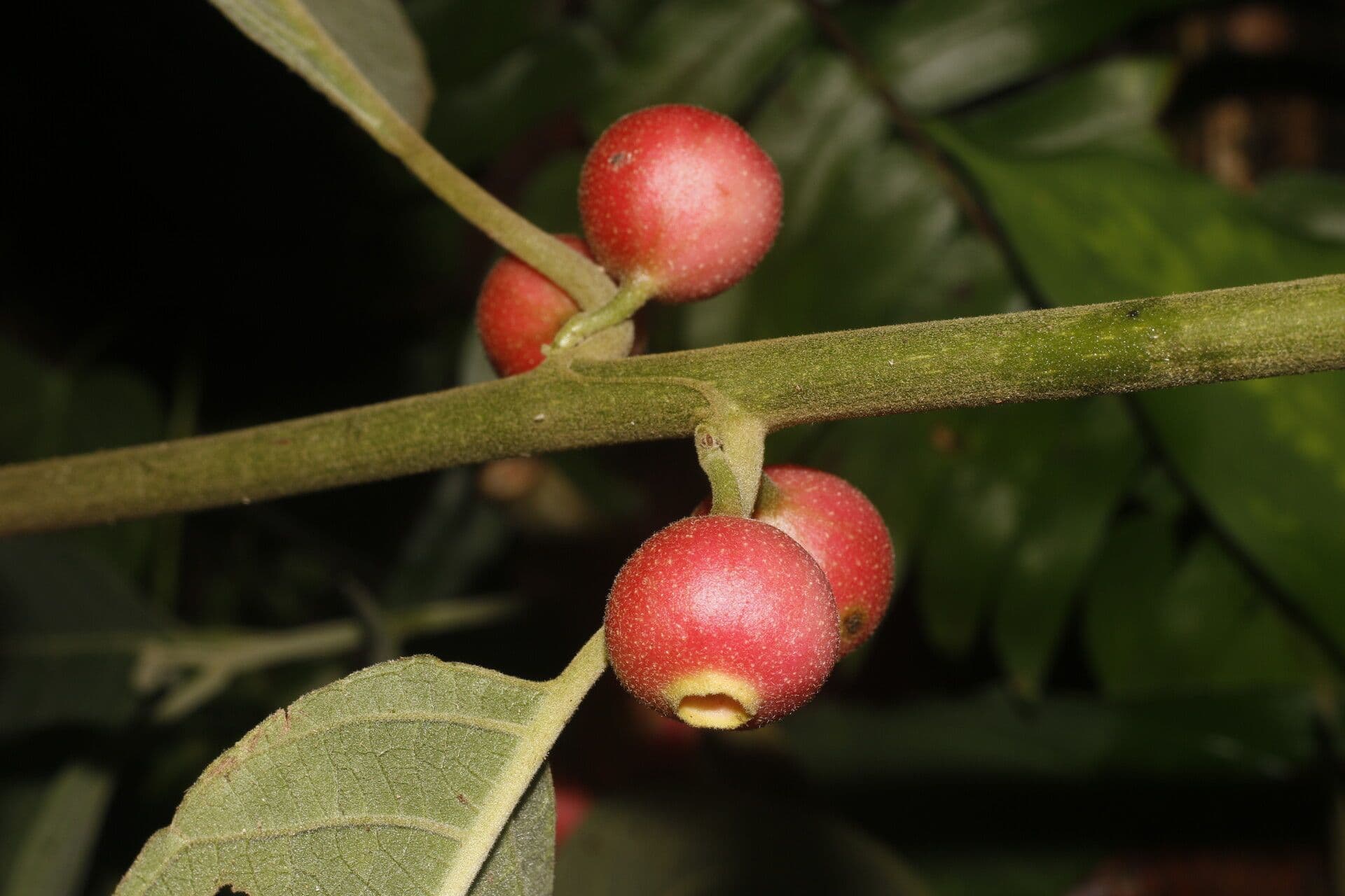 Siparuna gesnerioides 5