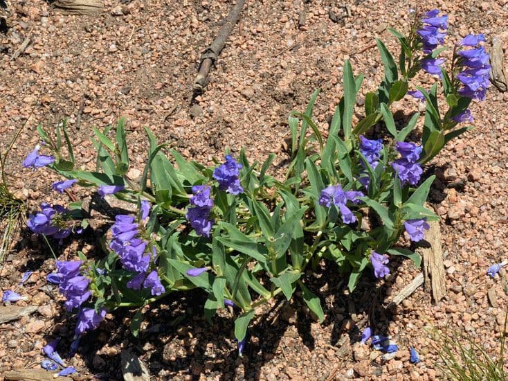 Penstemon 10