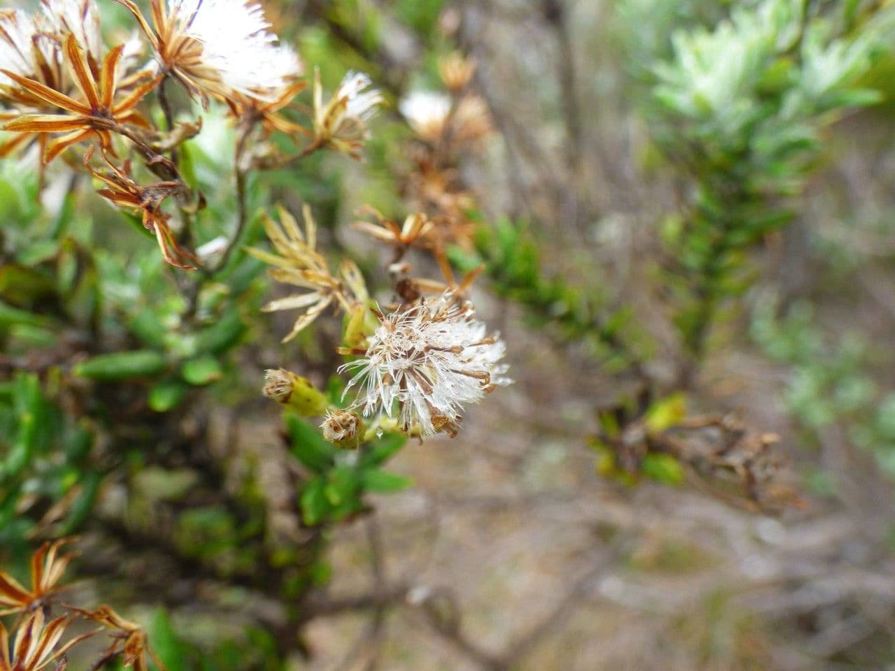 Hubertia 4