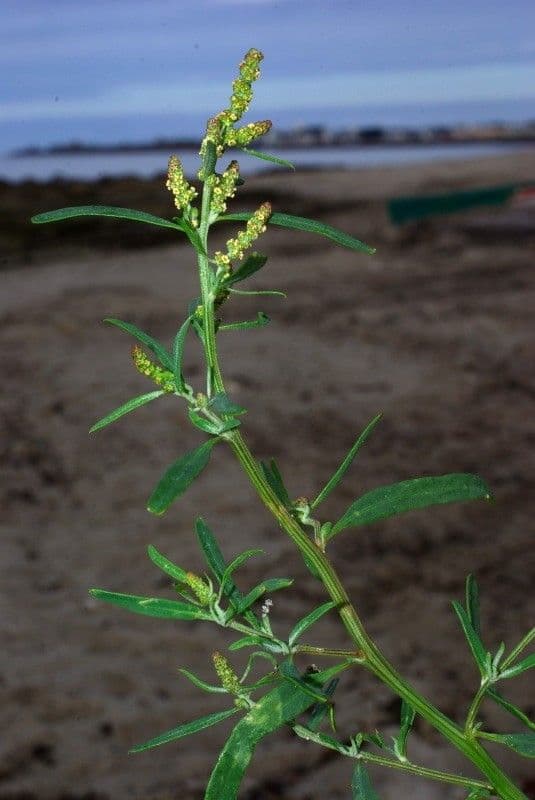 Atreplice erba-corona 26