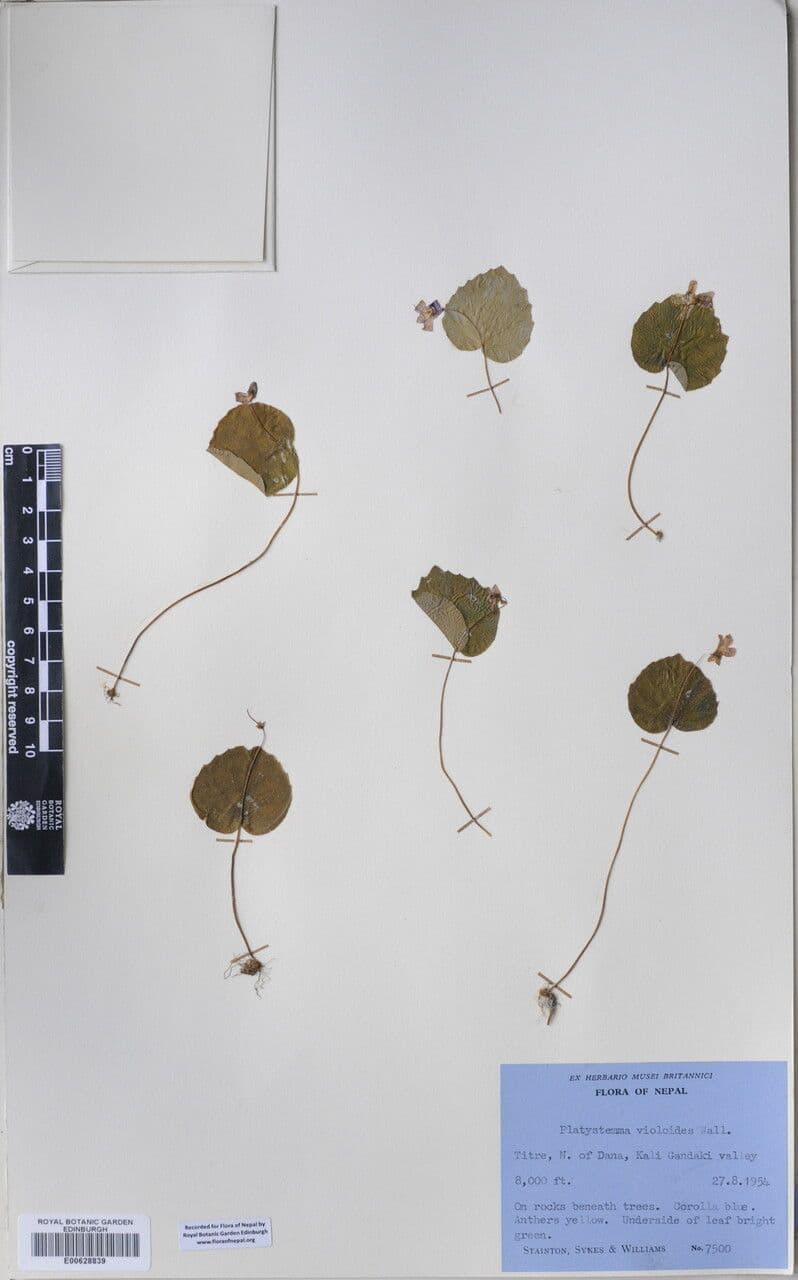 Platystemma 9