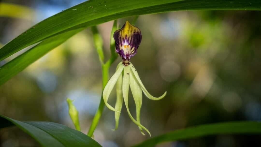 Orchidea conchiglia 2