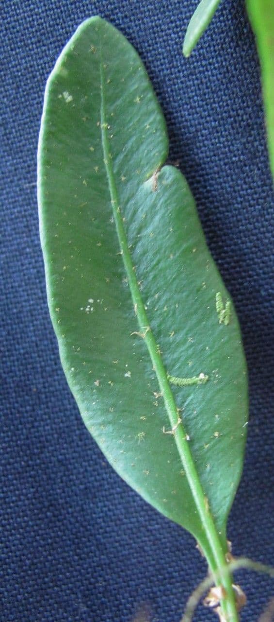 Elaphoglossum 3