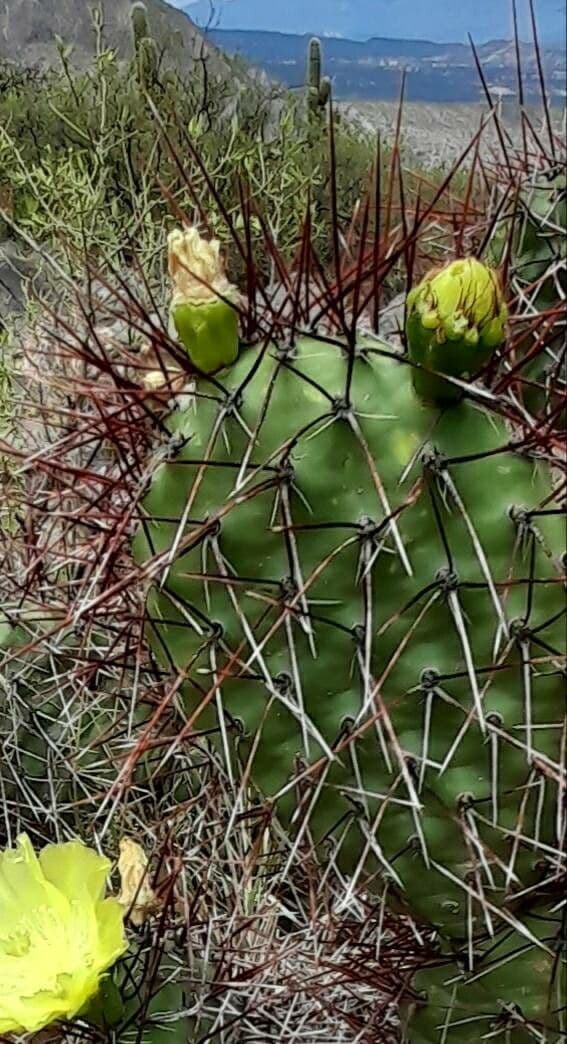 Prickly Pear 11