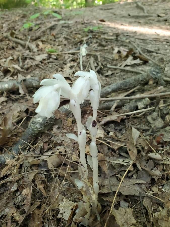Ipopitide uniflora 20