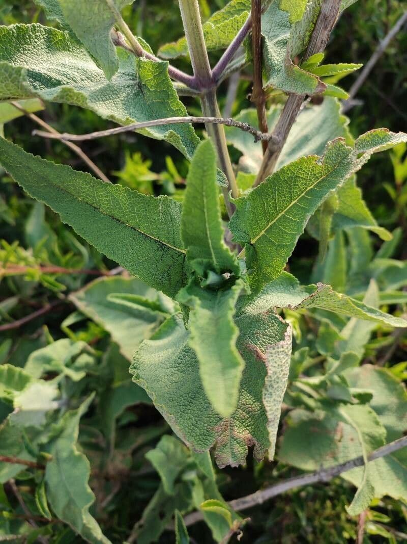 Salvia 12
