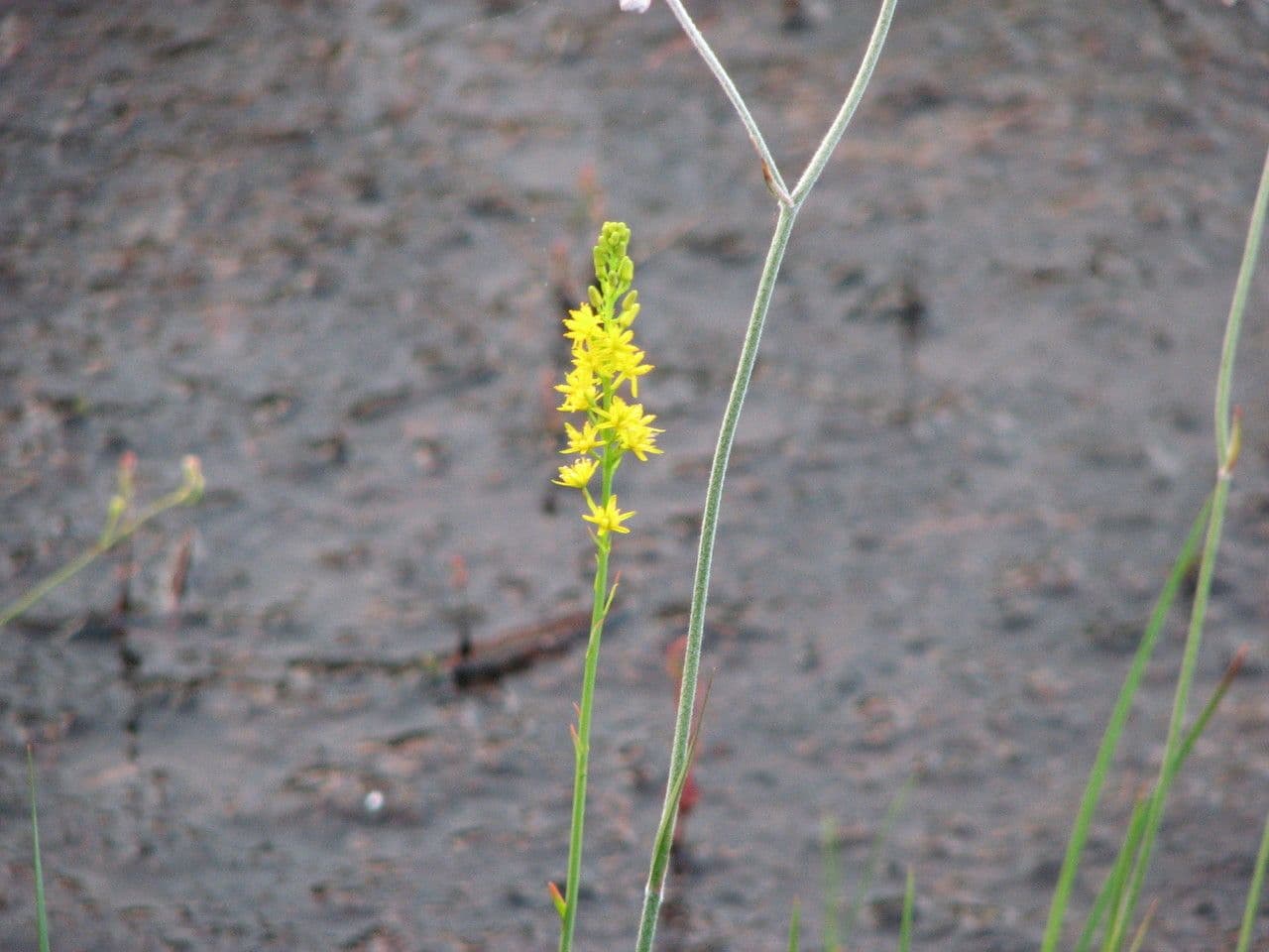 Narthecium