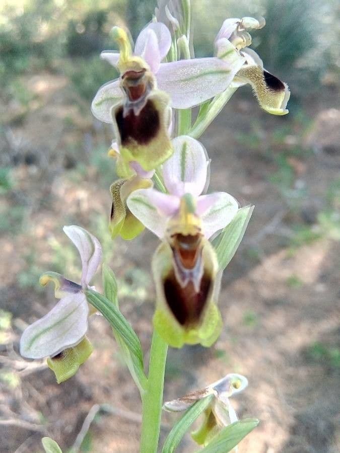 Ophrys tenthredinifera 14