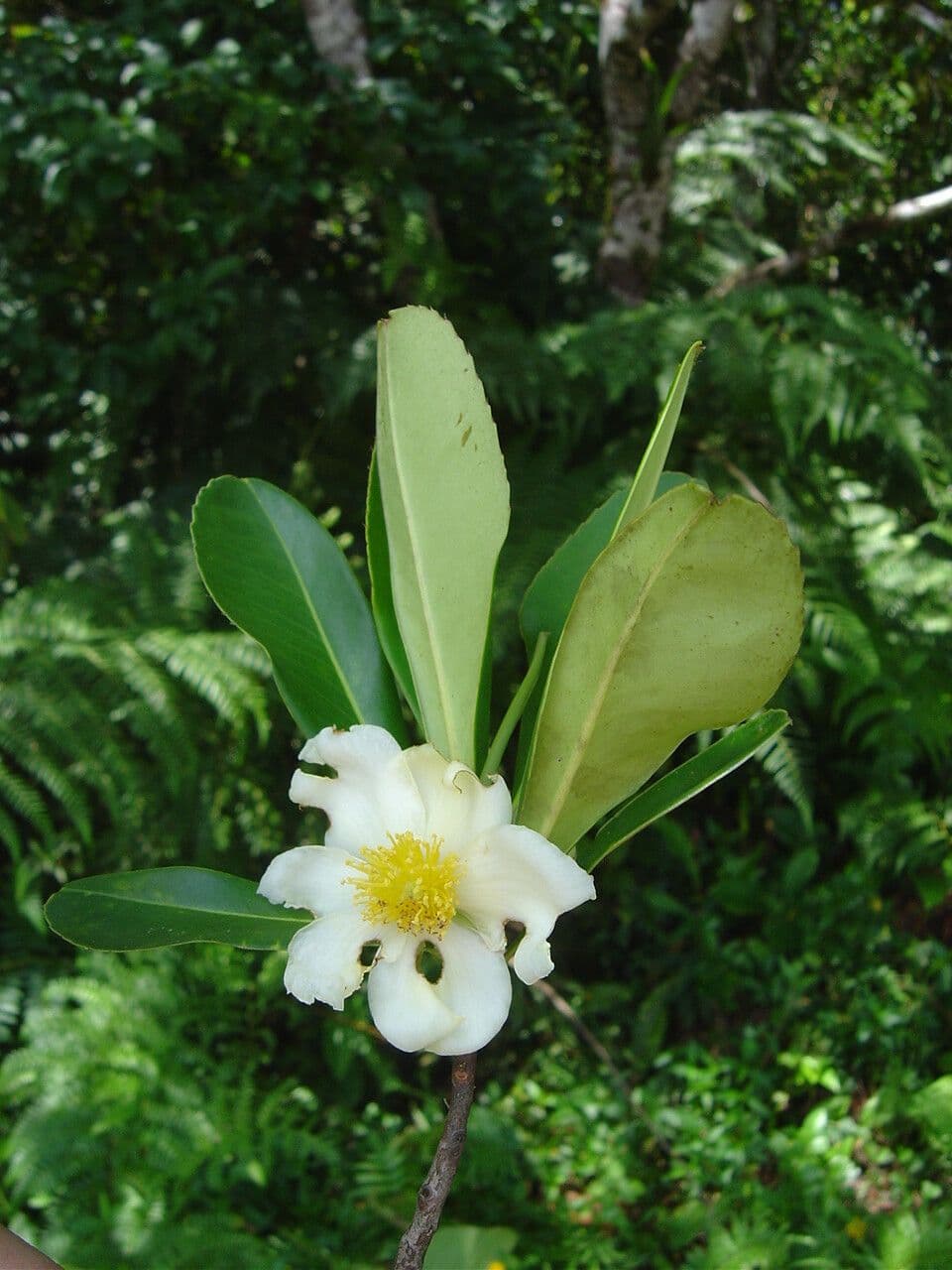 Gordonia arbustiva 5