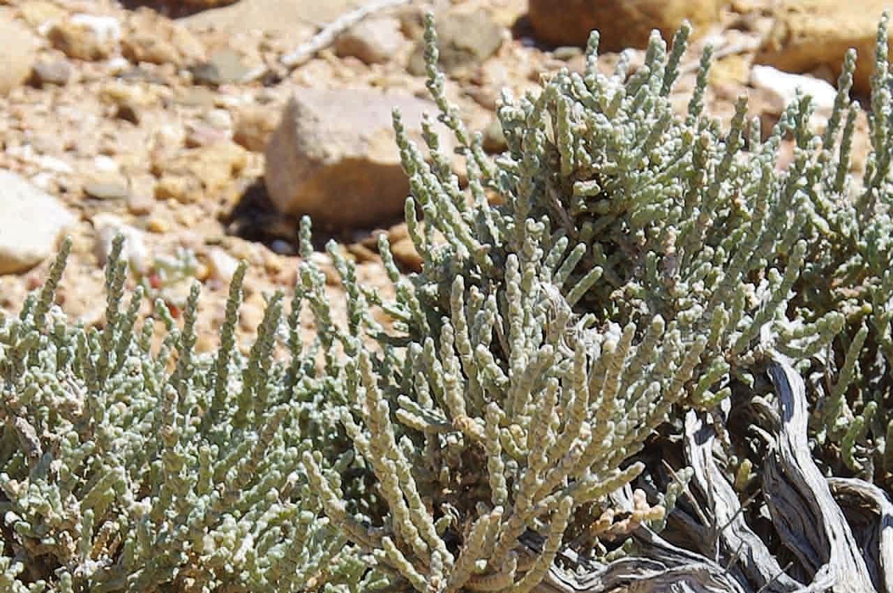Anabasis articolata 17