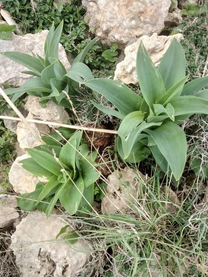 Agave lanuginosa 26