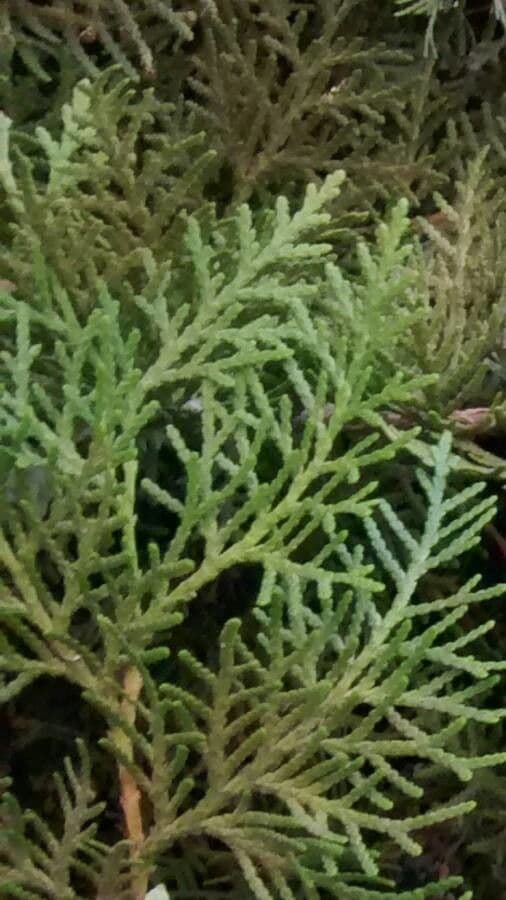 Arborvitae oriental 20