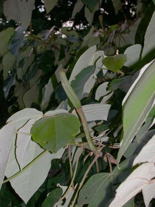Balsa 25