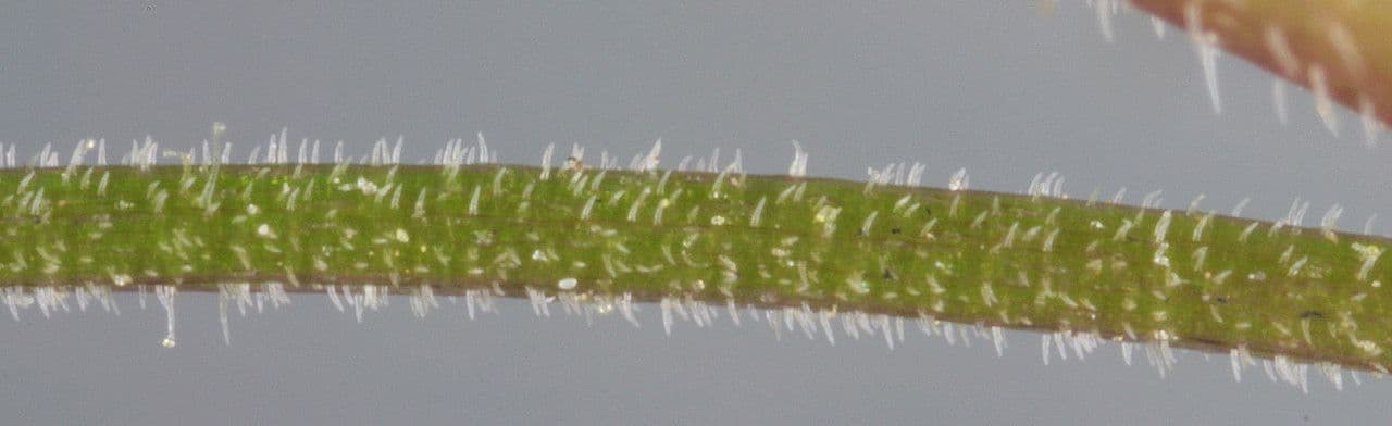 Veronica filiforme 23
