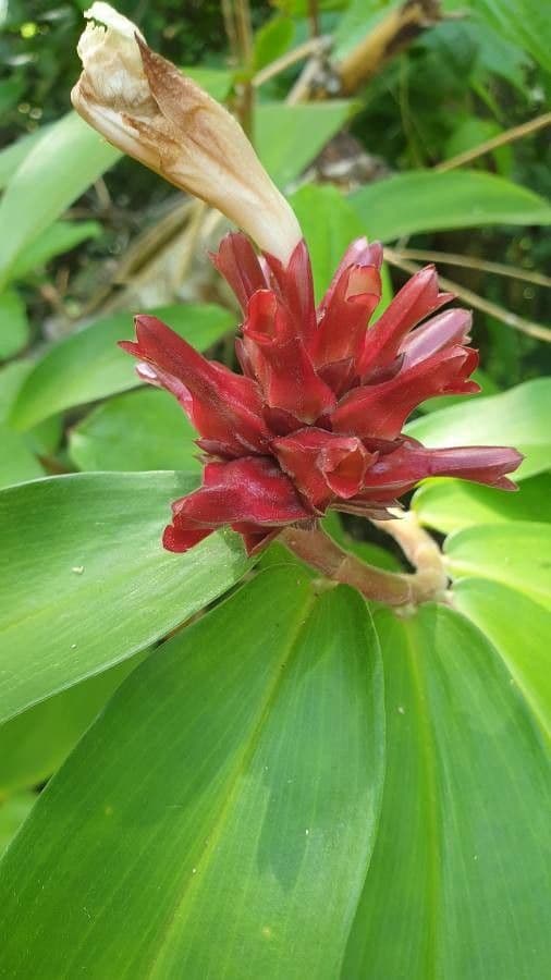 Costus 2