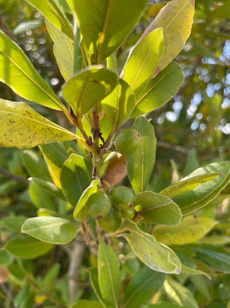 Azorischer Lorbeer 3