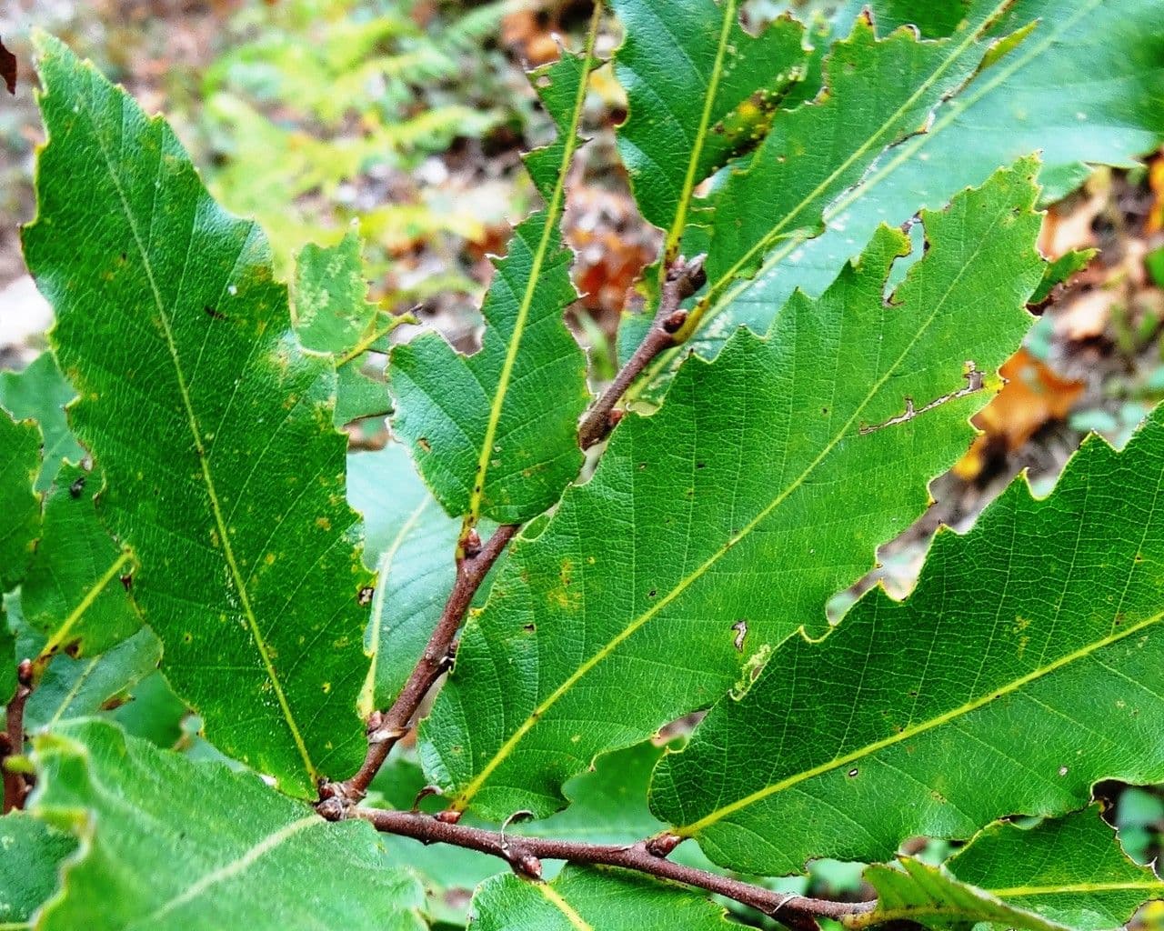Quercia 10
