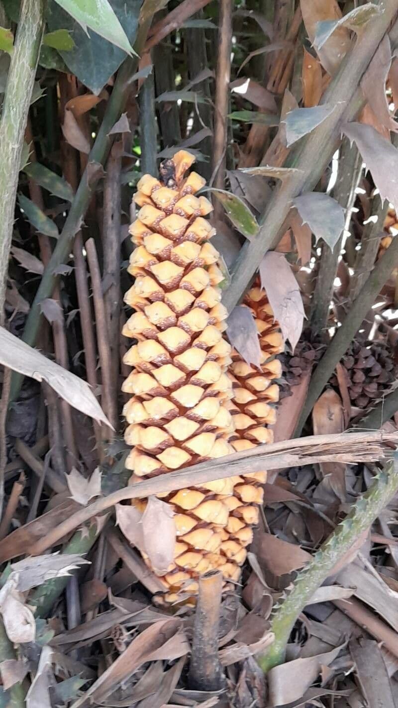 Cykas 4