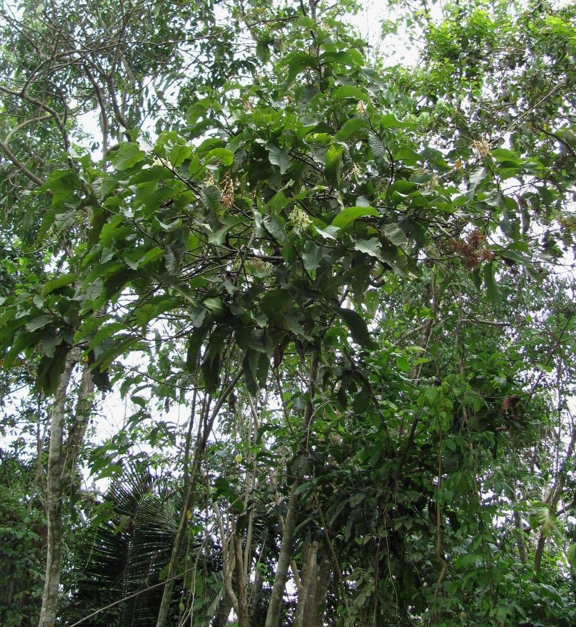 Triplaris