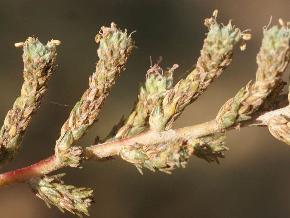 Camphorosma 4