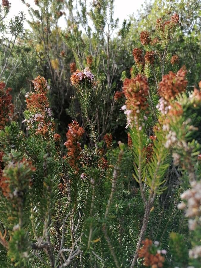 Cornwall-Heide 16