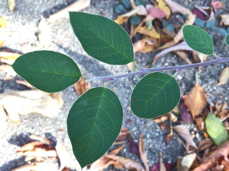 Cotonéaster de Grenade 3