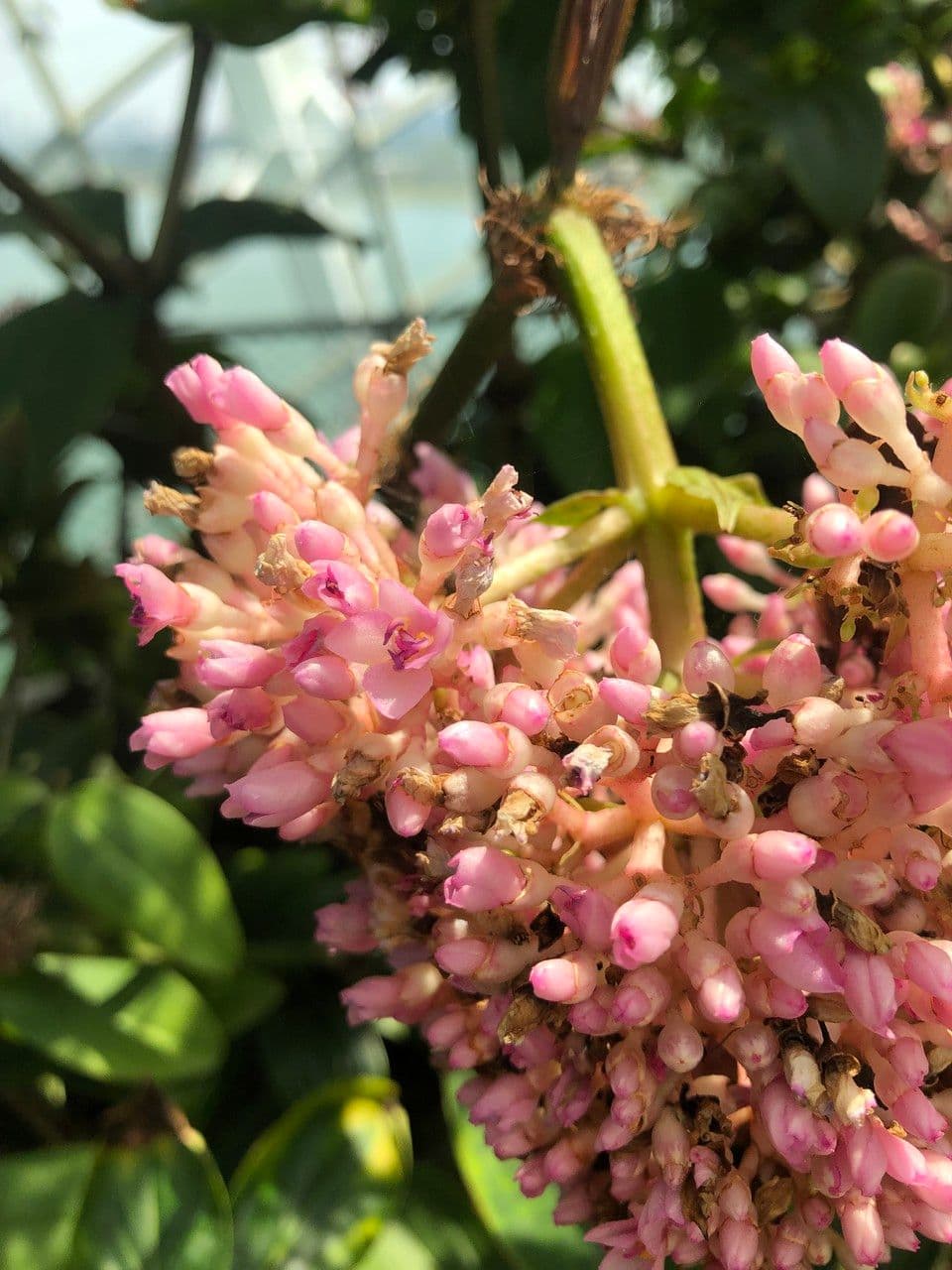 Medinilla 7
