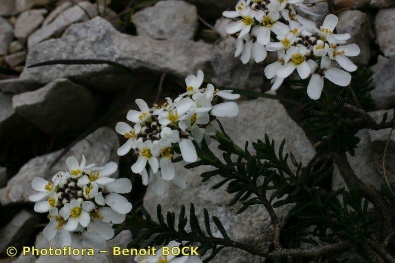 Felsen-Schiffchen 24