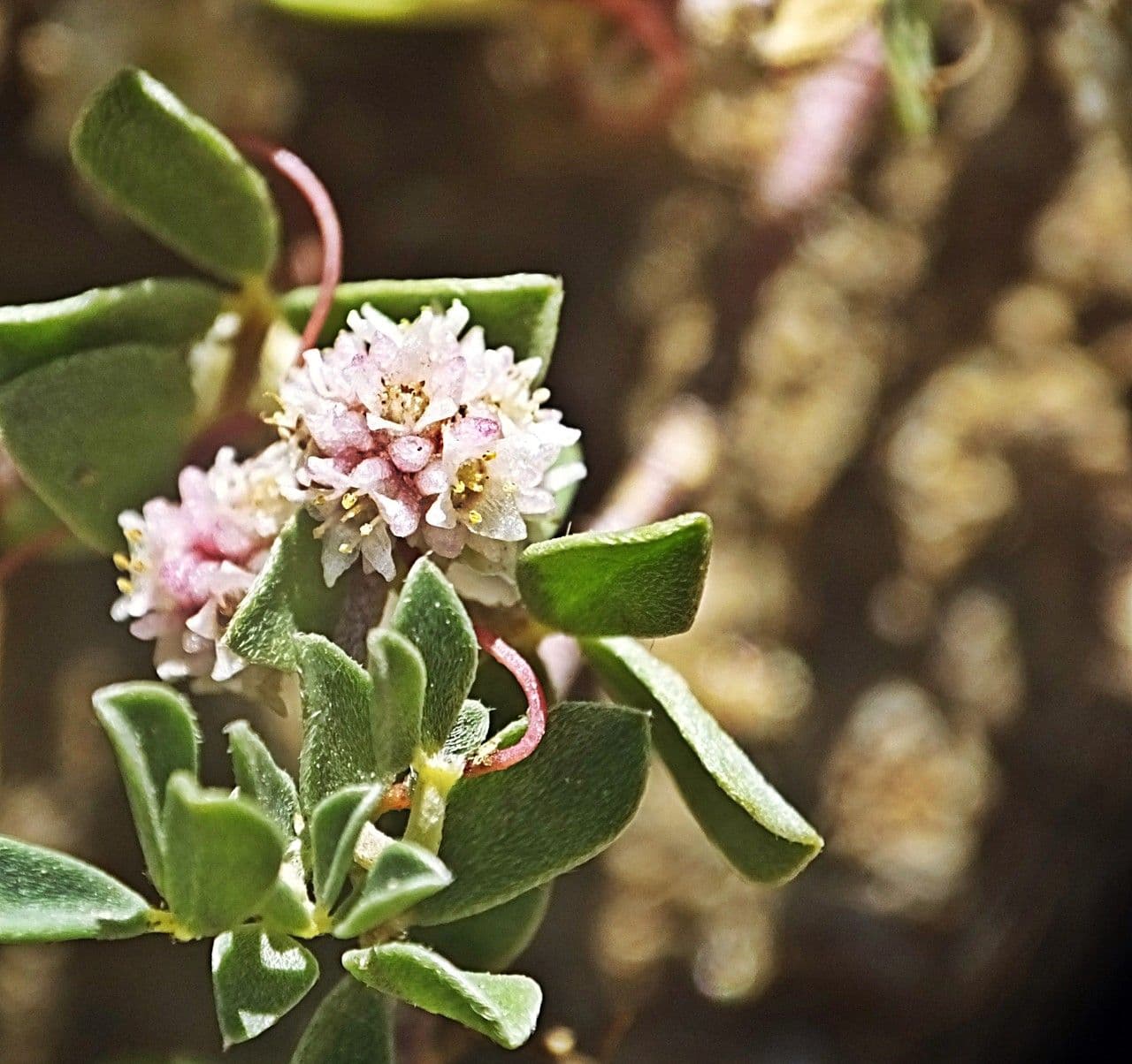 Cuscuta a semi piccoli 2
