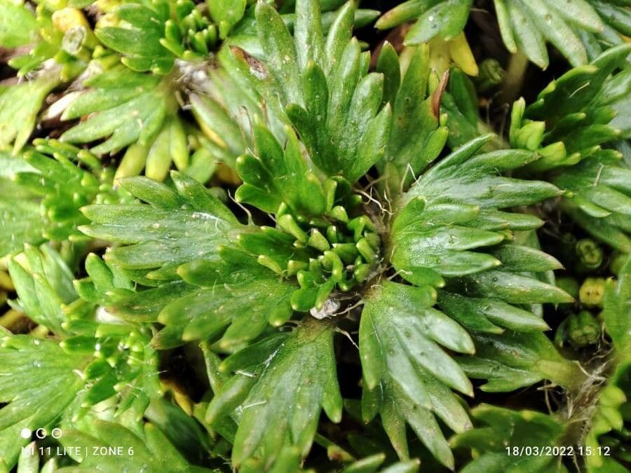 Azorella 11