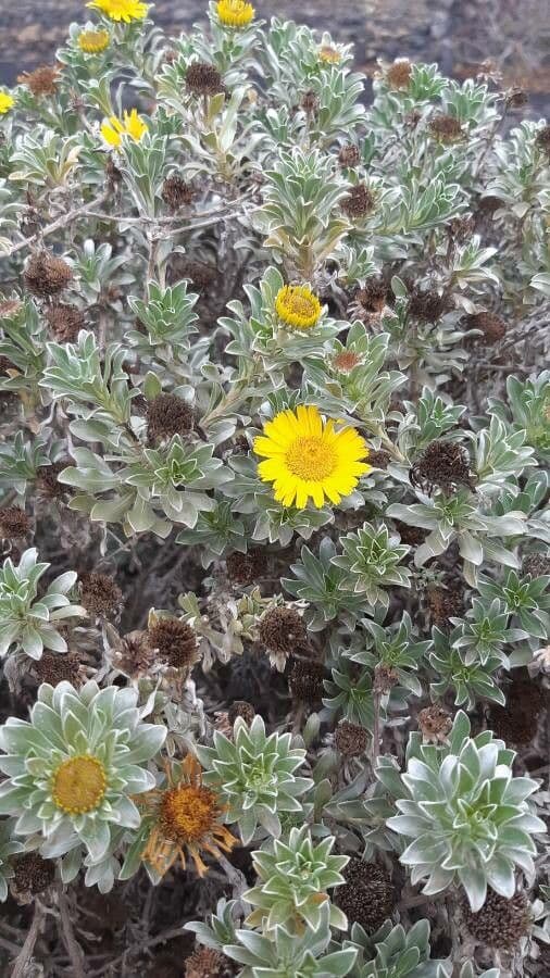 Sternblume 3