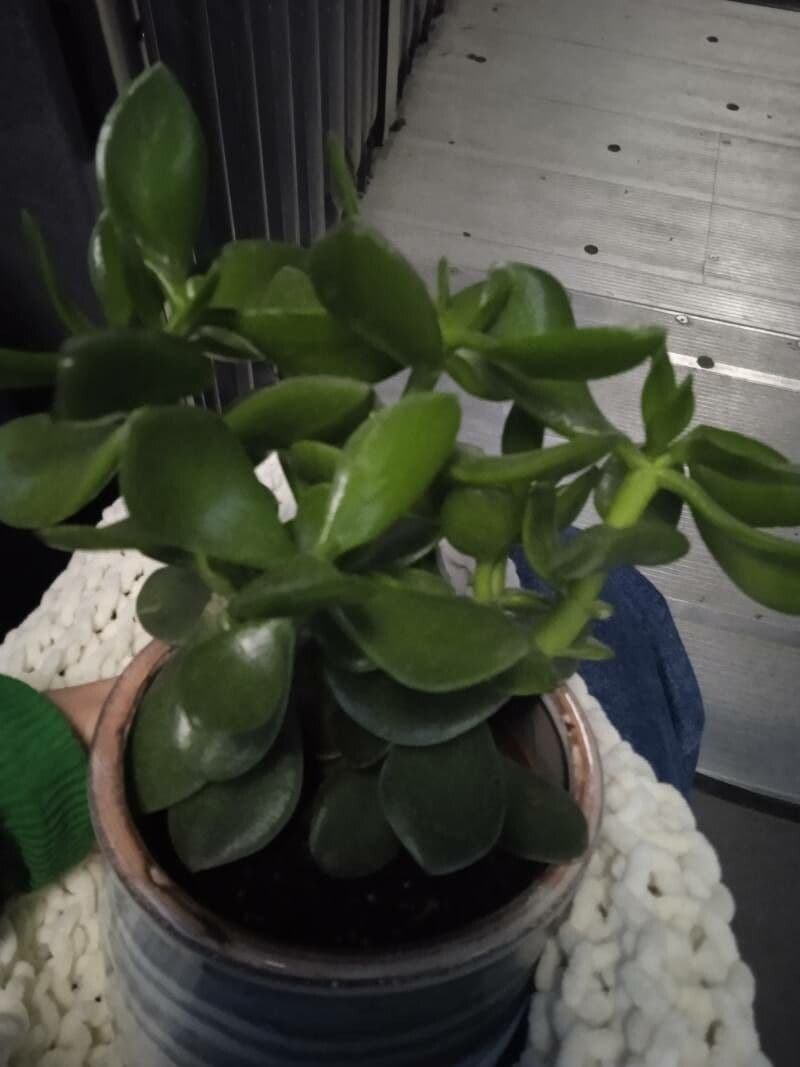 Pianta di giada 4
