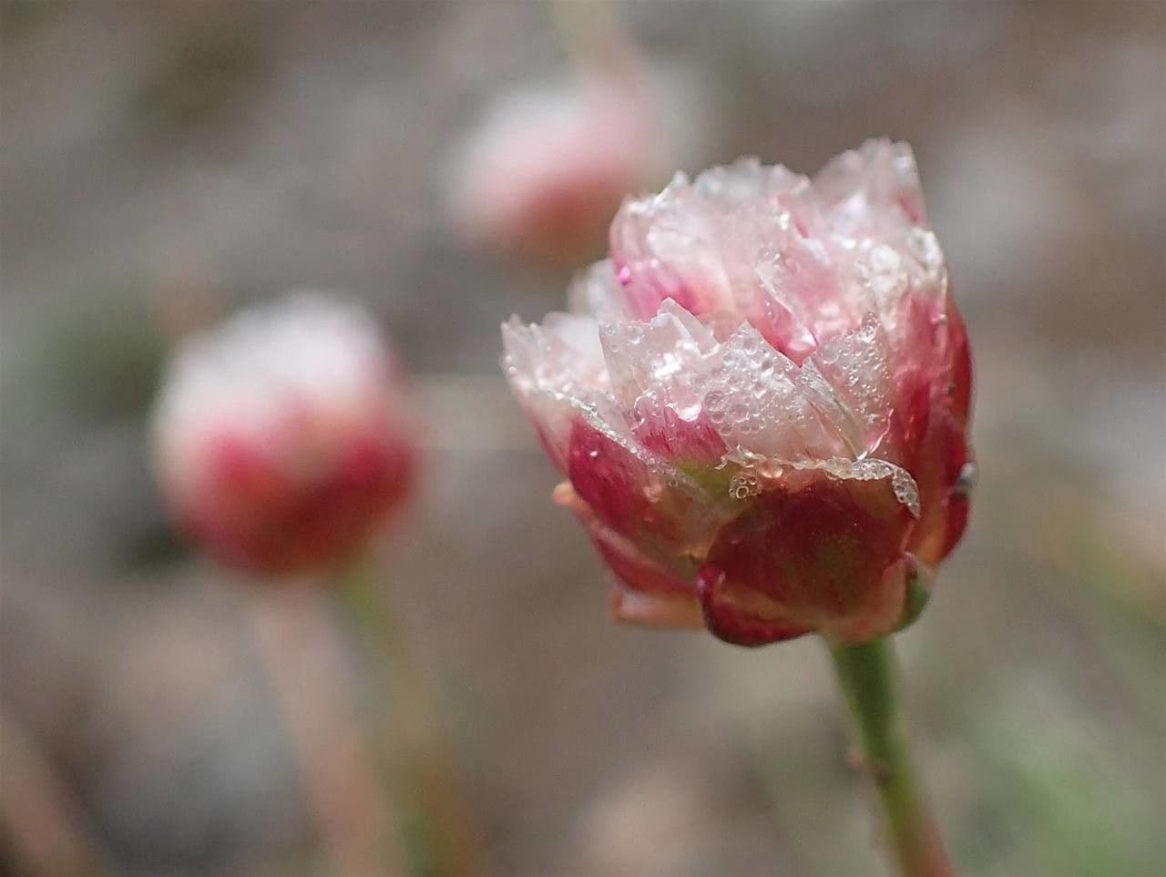 Armeria alpina