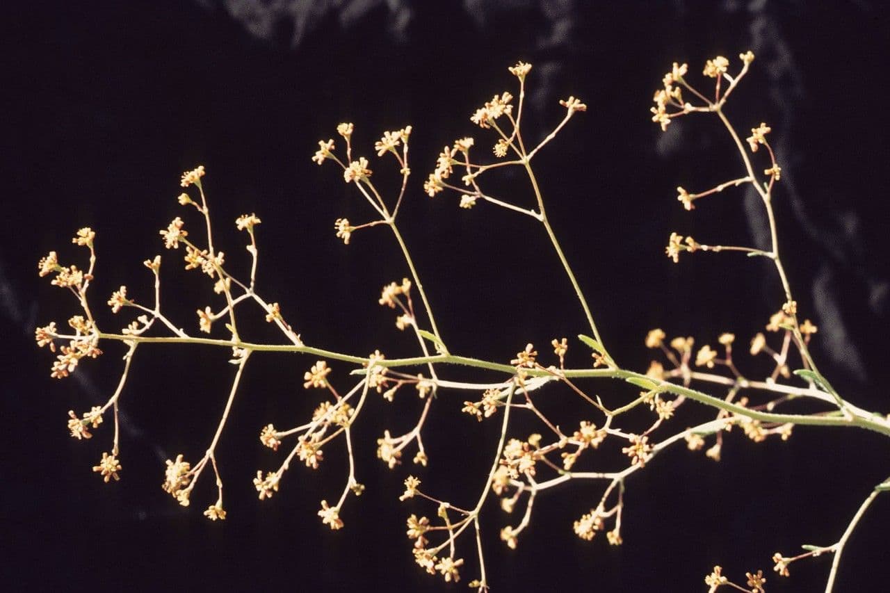 Eriogonum 8