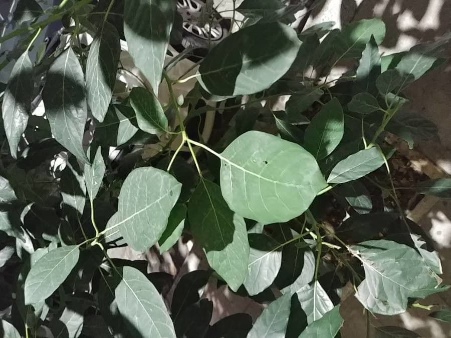 Avocado 19