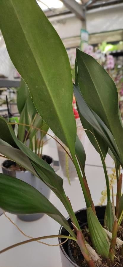 Dendrochilum 9