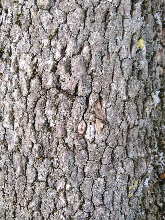 Bosso sempreverde 22