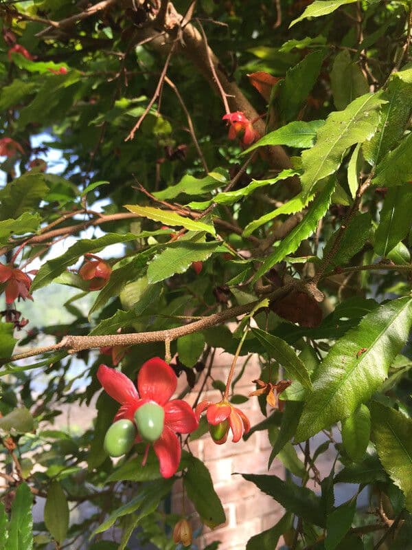 Ochna violacea 7