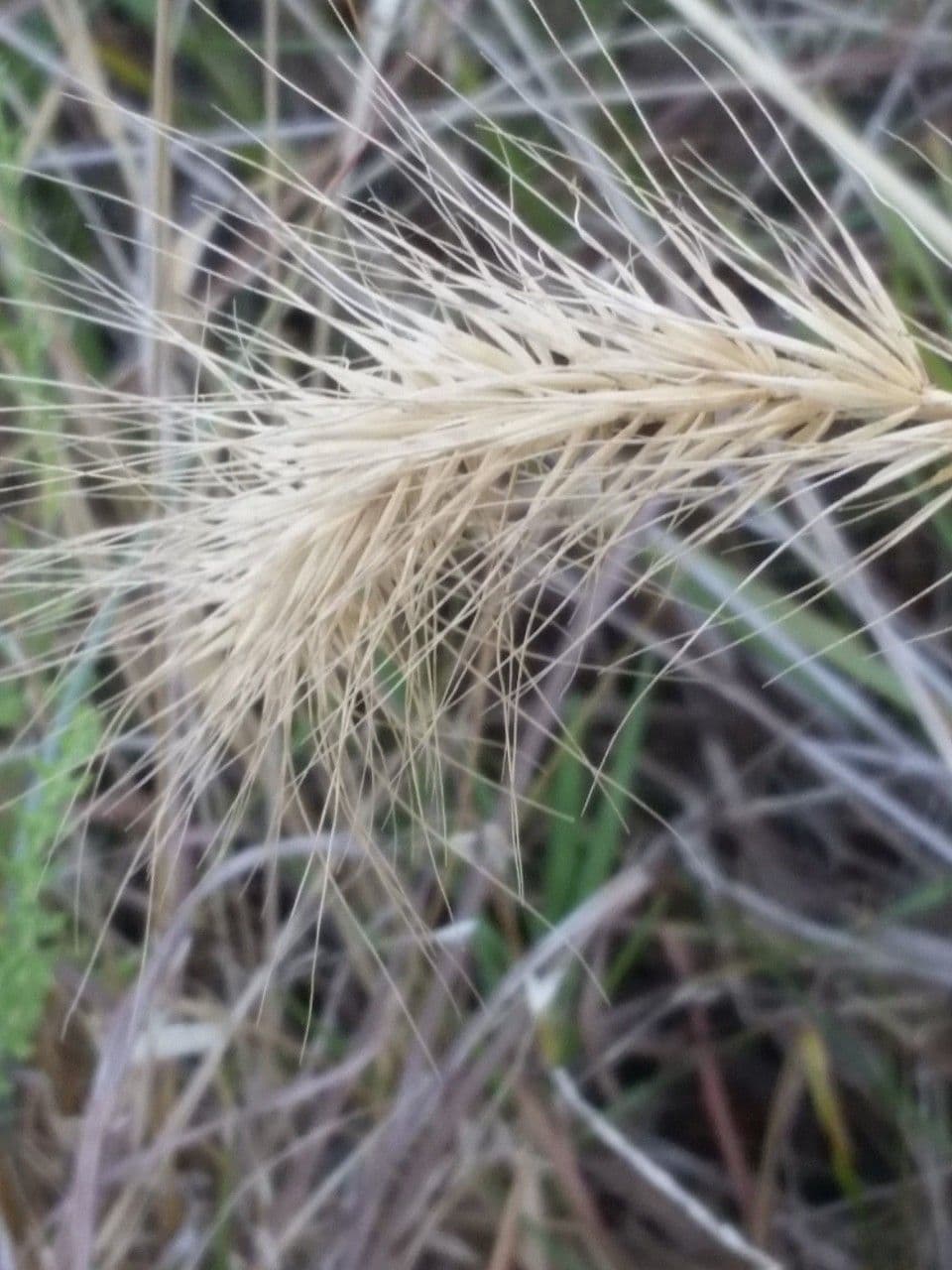 Elymus canadensis