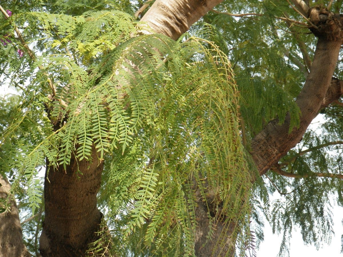 Jacaranda 28