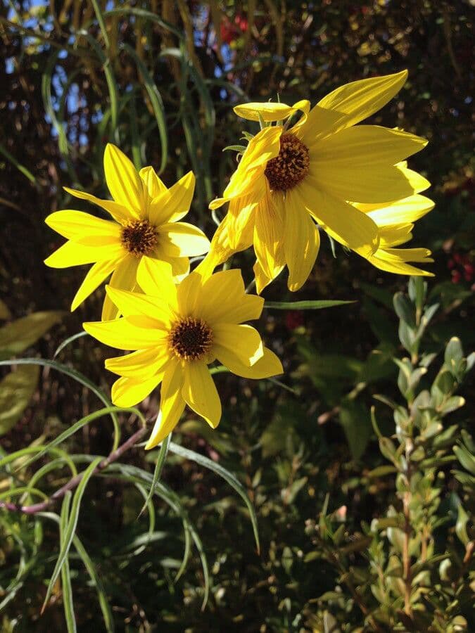 Girasole pauciflora 6