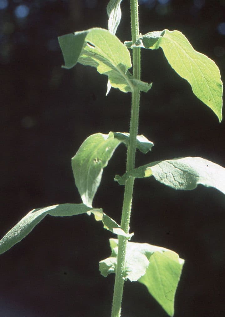 Doronicum austriacum 13
