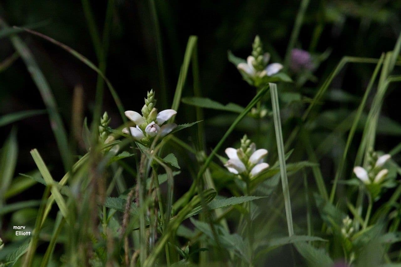 Chelone glabra 7