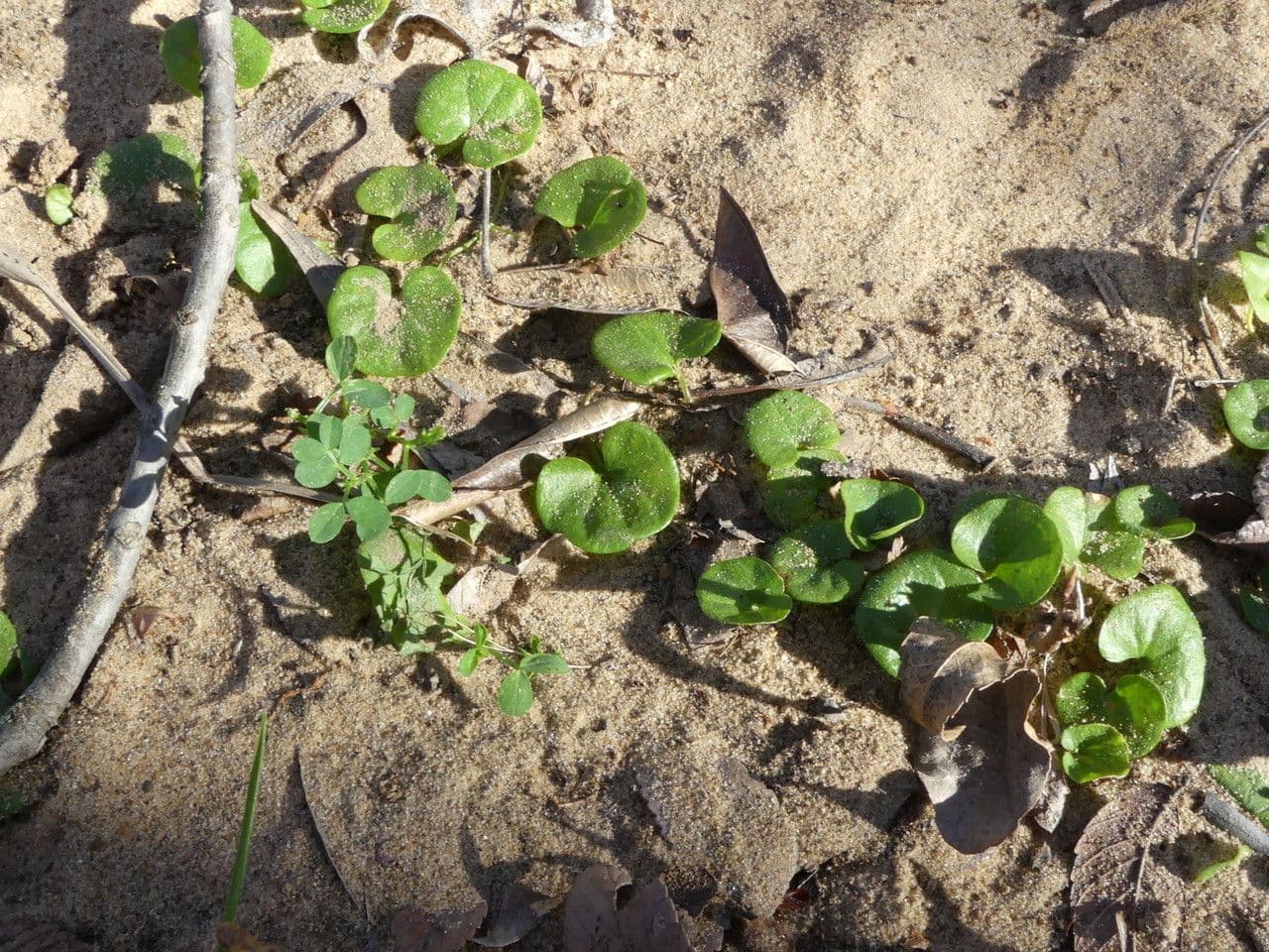 Dichondra 2