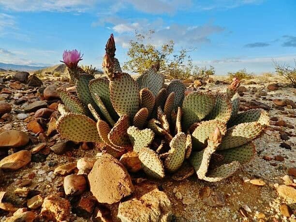Opuntia basilaris 13